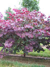 Forest Pansy Redbud
